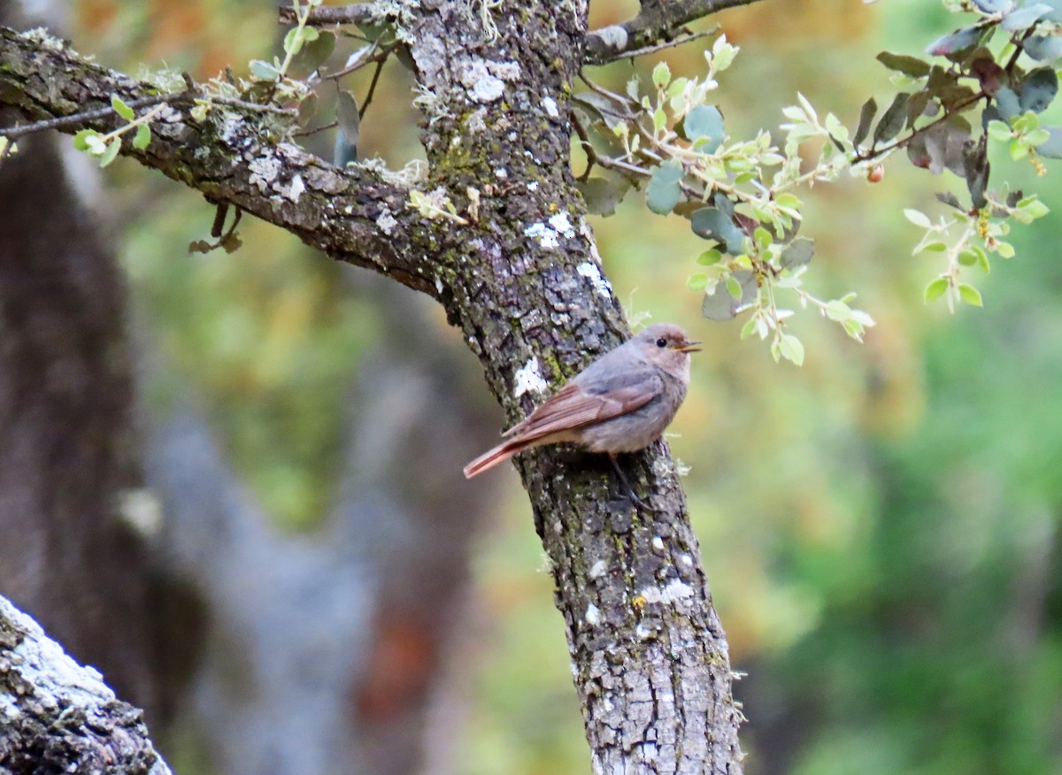 Black Redstart - ML619338588