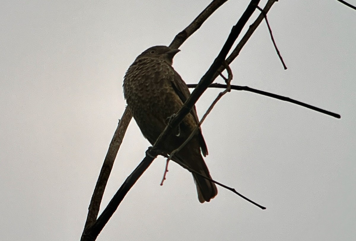 Plum-throated Cotinga - Greg Vassilopoulos