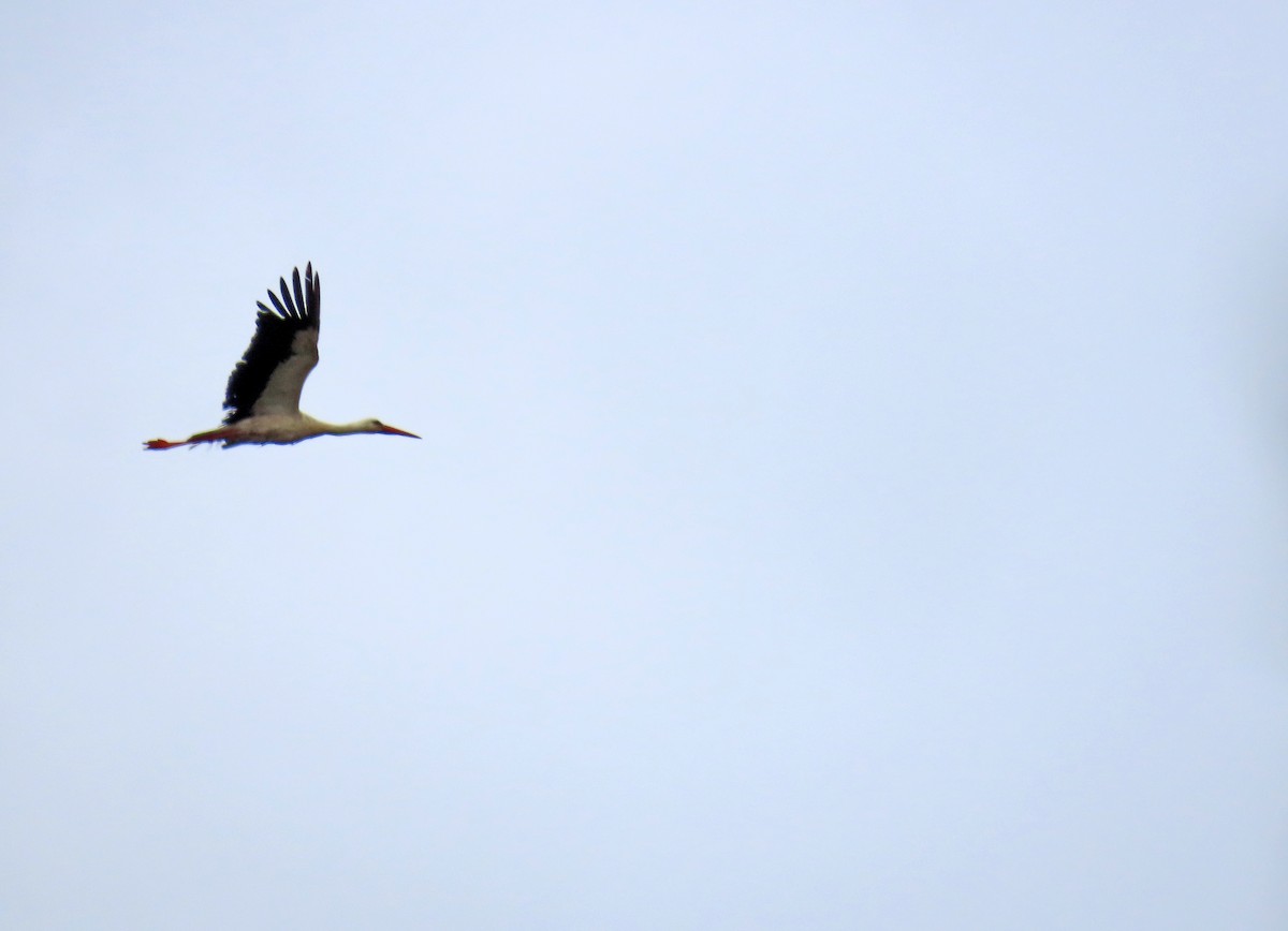 White Stork - Francisco Javier Calvo lesmes