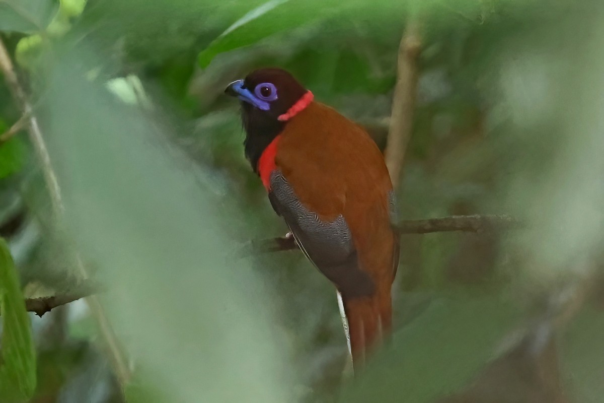 Diard's Trogon - ML619338623