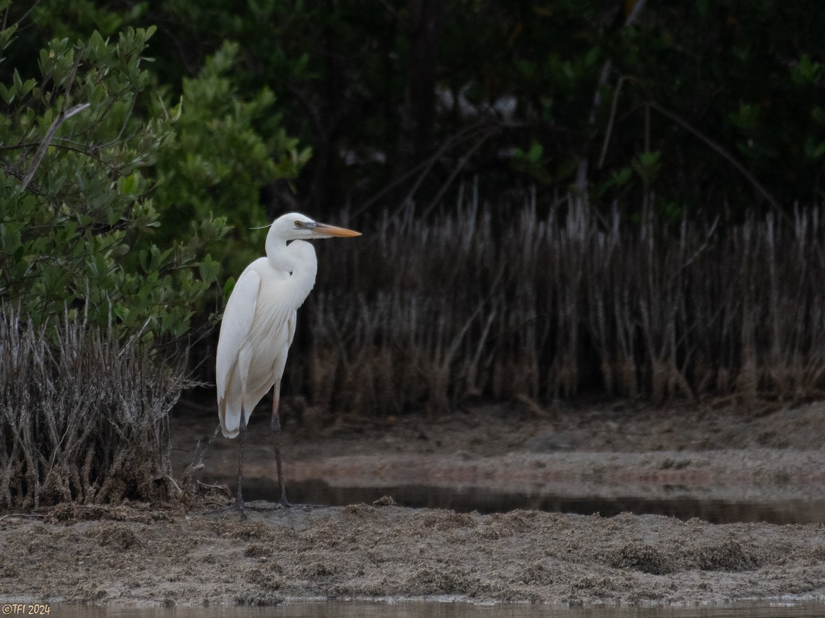 Great Blue Heron (Great White) - ML619338625