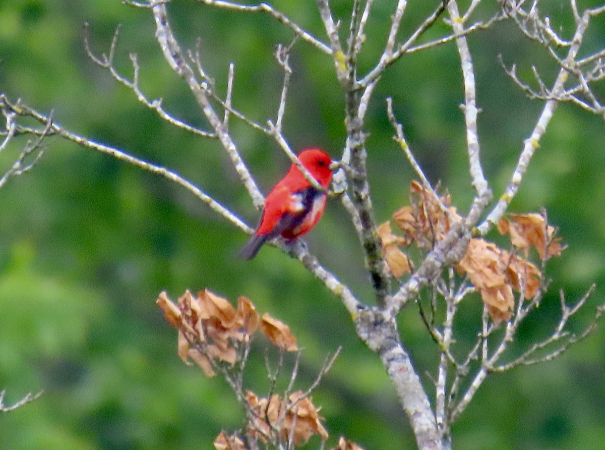 Scarlet Tanager - ML619338627