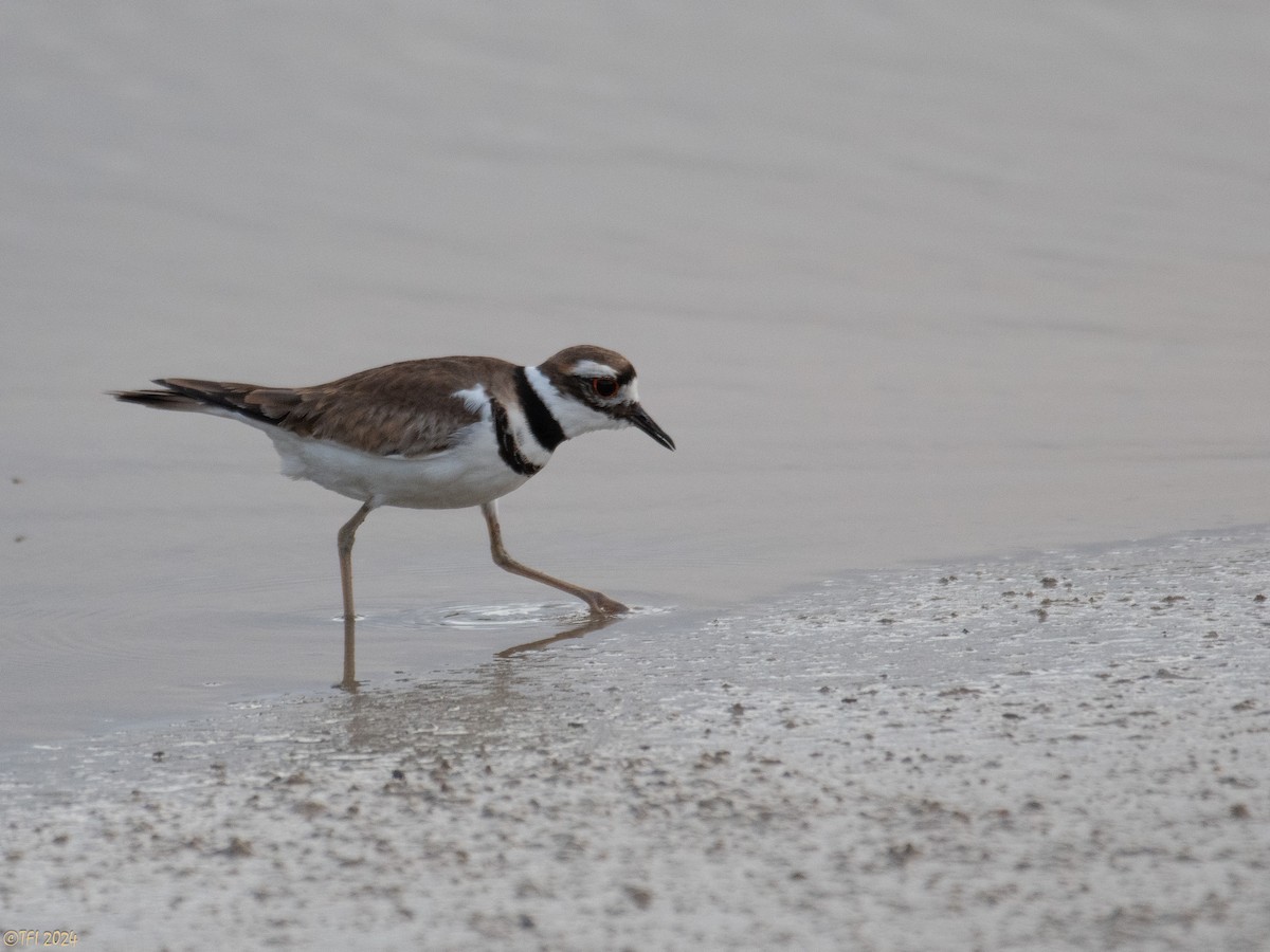 Killdeer - ML619338630