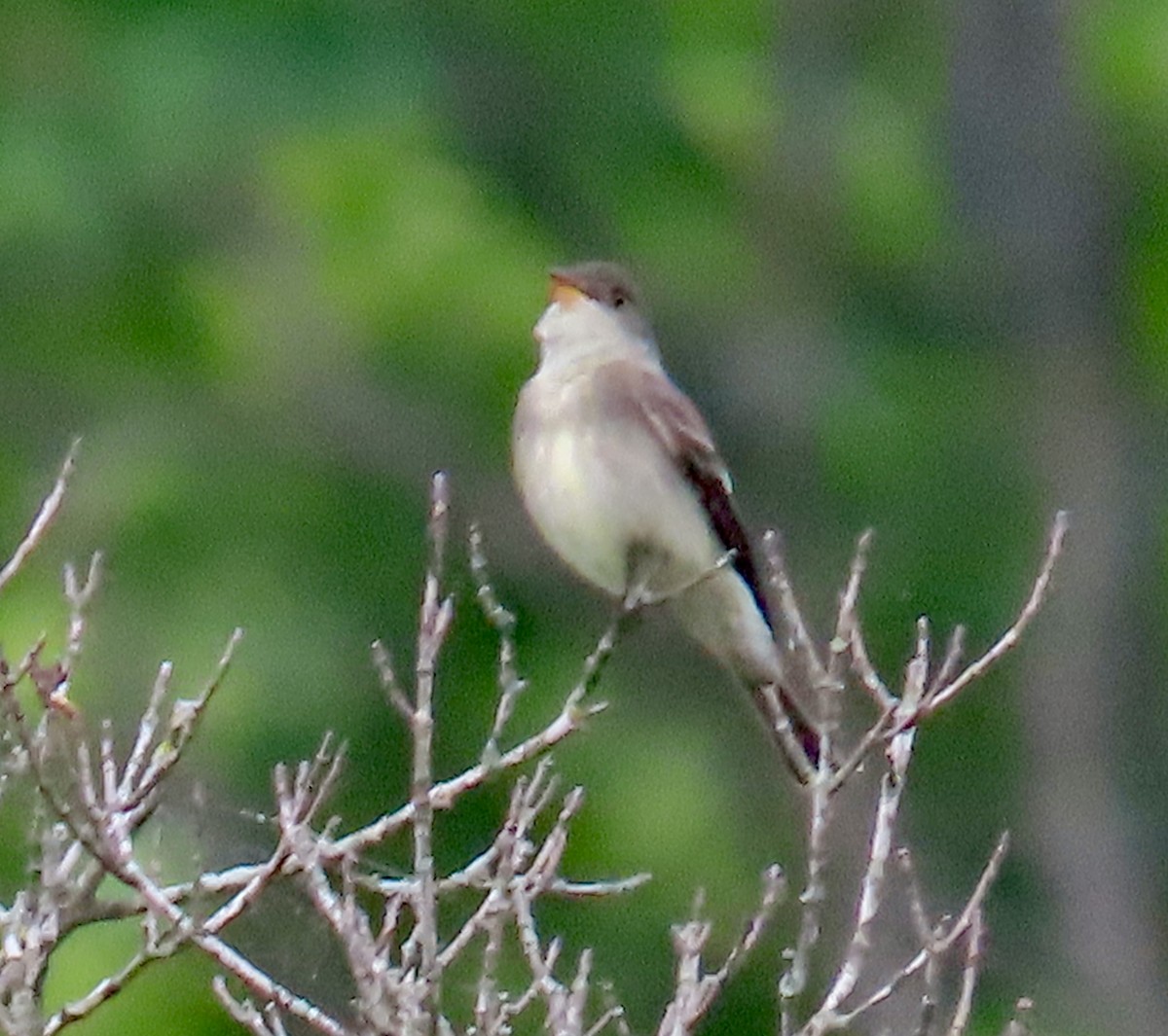 Eastern Wood-Pewee - ML619338647