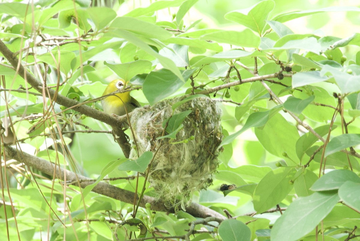 Swinhoe's White-eye - Lisa Davis