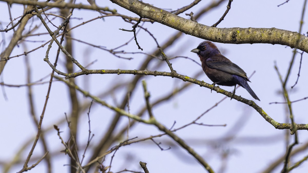 Varied Bunting - ML619338658