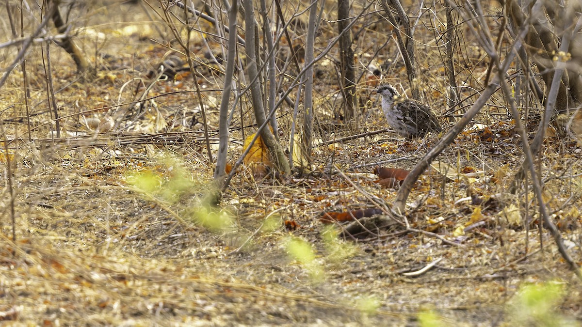 Crested Bobwhite (Spot-bellied) - Robert Tizard