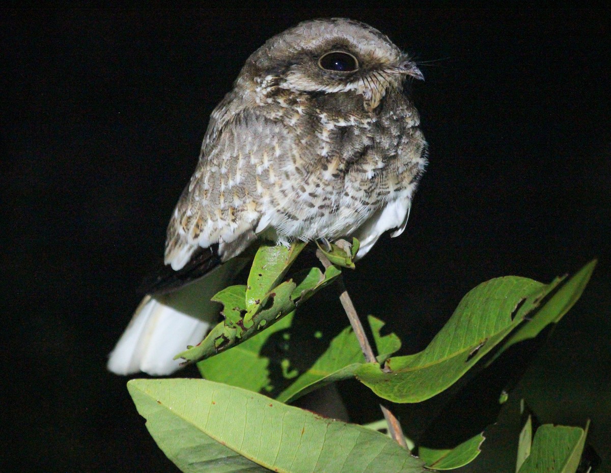 White-winged Nightjar - Elby Anderson A Silva