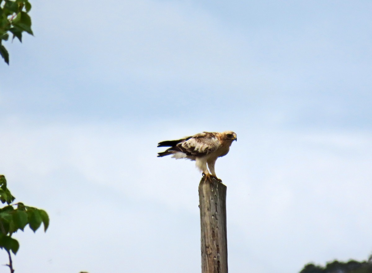 Booted Eagle - Francisco Javier Calvo lesmes