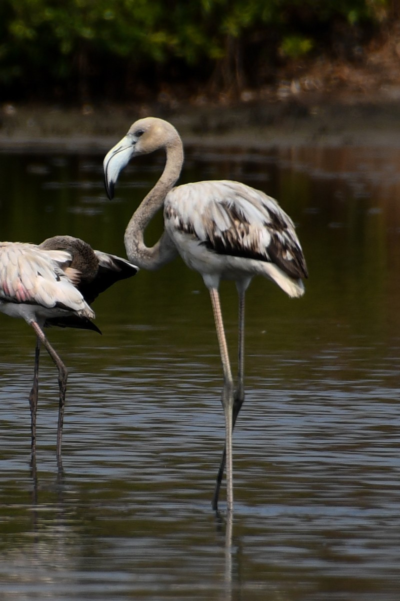 Greater Flamingo - Mohan Shenoy