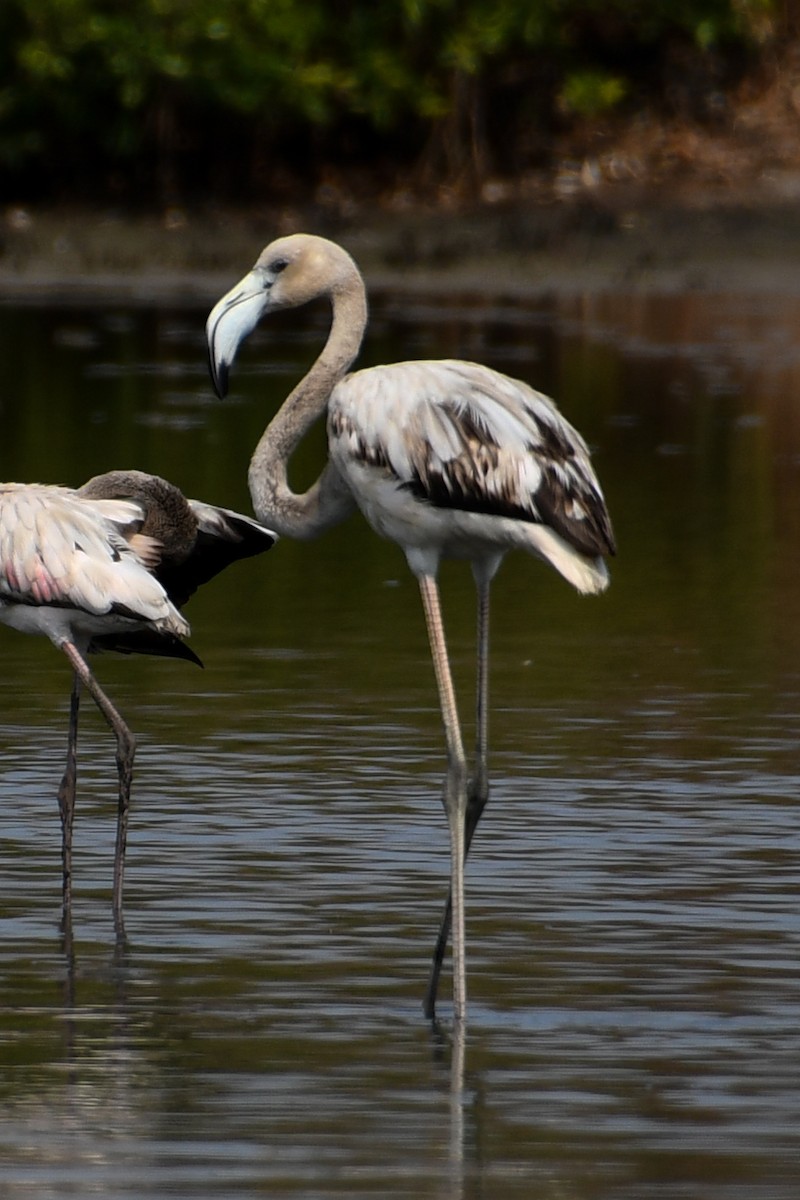 Greater Flamingo - ML619338709