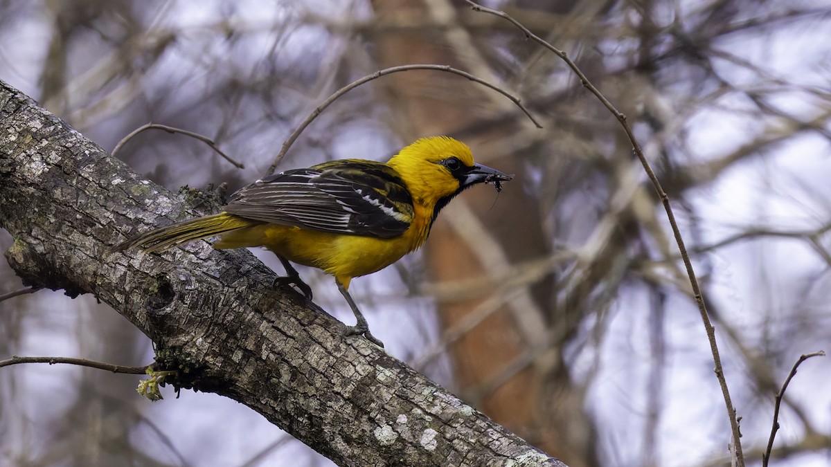 Streak-backed Oriole (Streak-backed) - Robert Tizard