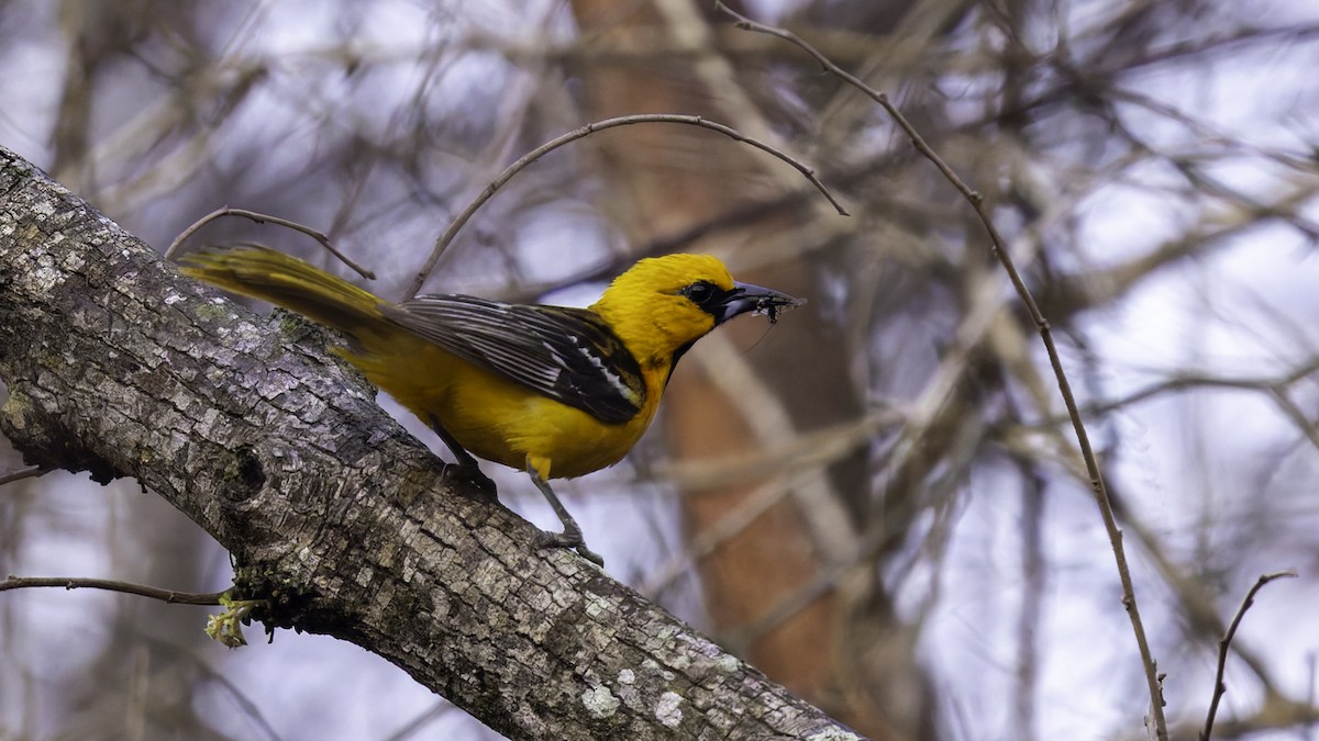 Streak-backed Oriole (Streak-backed) - Robert Tizard