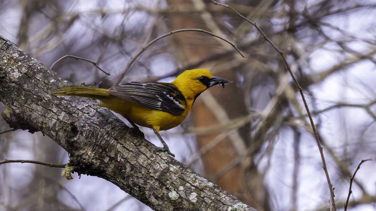 Streak-backed Oriole (Streak-backed) - Robert Tizard