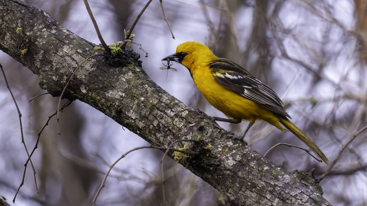 Streak-backed Oriole (Streak-backed) - Robert Tizard