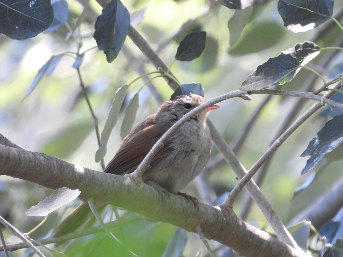 Cetti's Warbler - Jorge Plaza