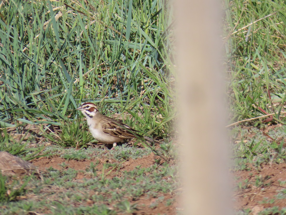 Lark Sparrow - ML619338743