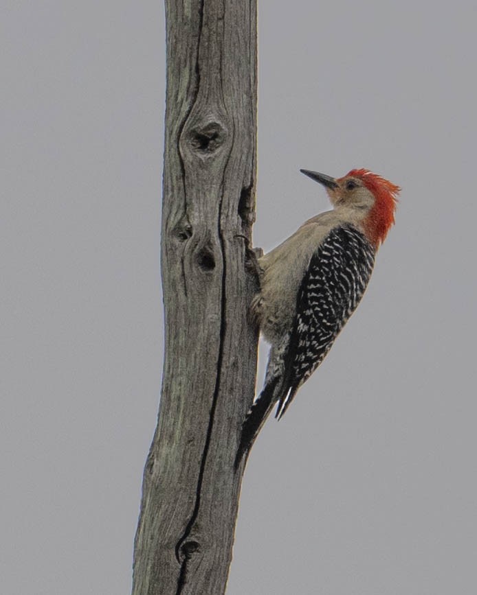 Red-bellied Woodpecker - Gary Hofing