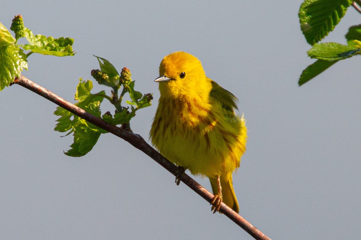 Yellow Warbler - Janis Grant