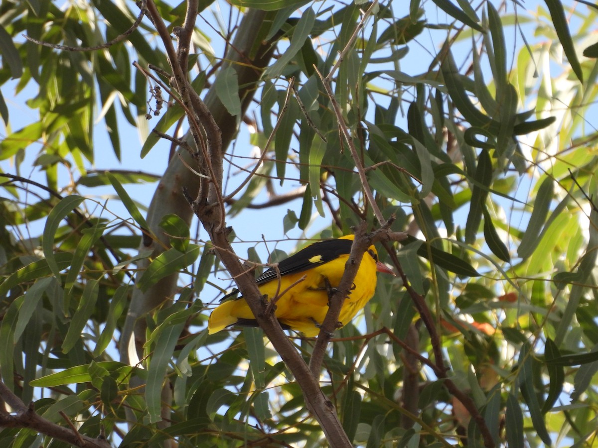 Eurasian Golden Oriole - Jorge Plaza