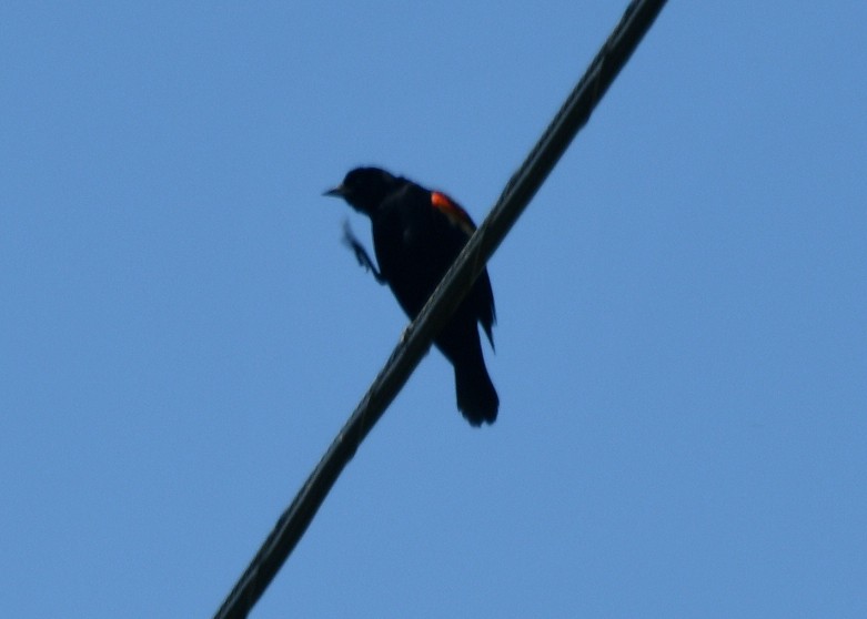 Red-winged Blackbird (Red-winged) - Randy Bodkins