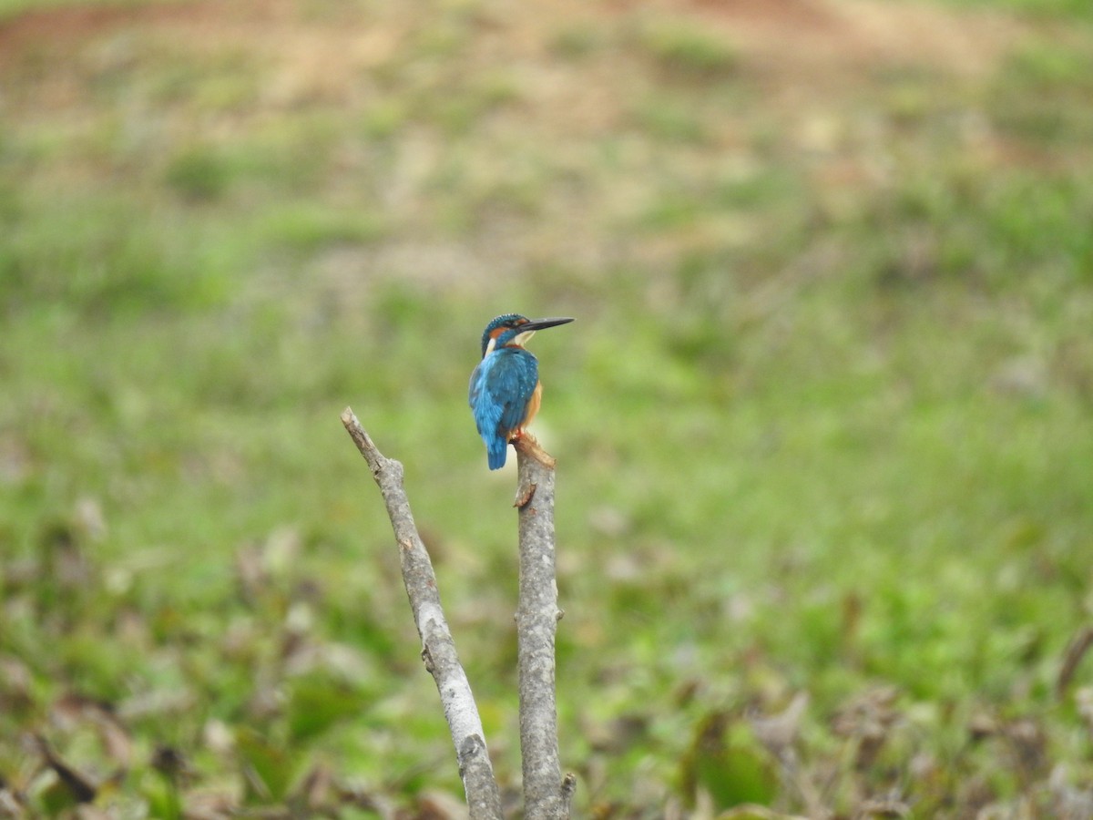 Common Kingfisher - Sudhanva Jahagirdar