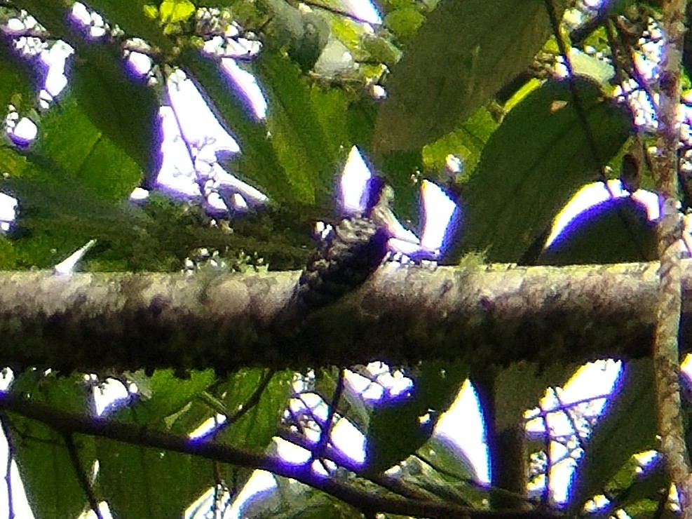 Gray-capped Pygmy Woodpecker - Lars Mannzen