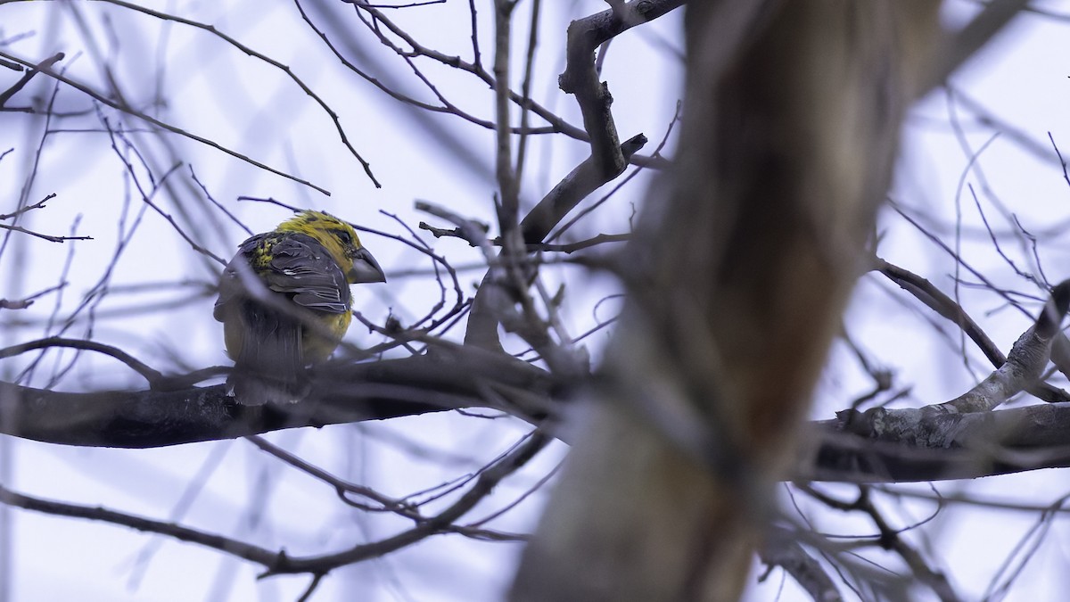 Yellow Grosbeak (Guatemalan) - Robert Tizard
