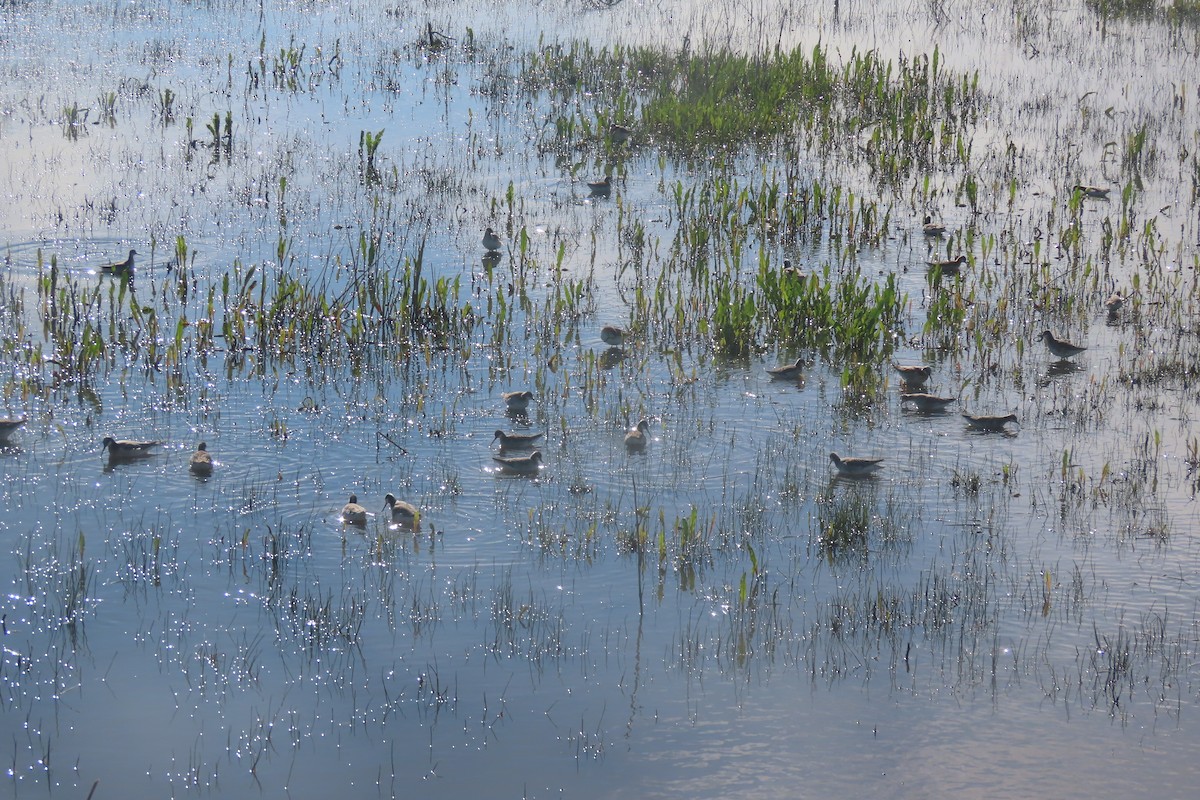 Wilson's Phalarope - ML619338800