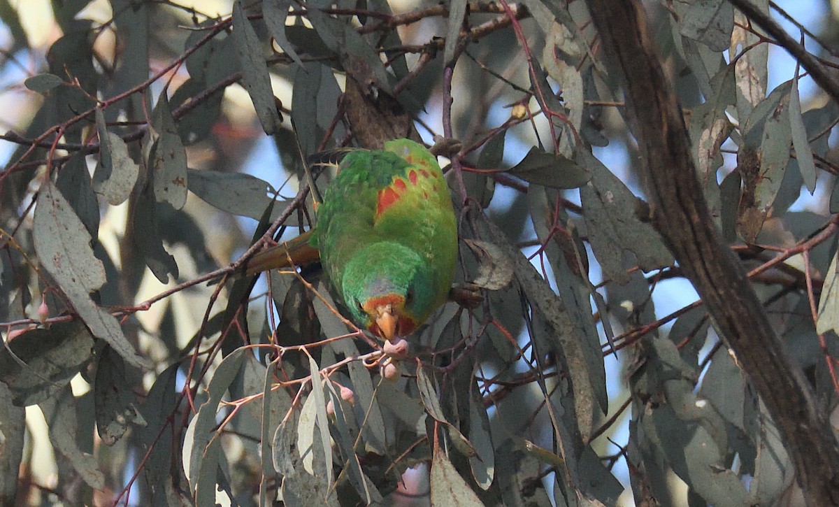 Swift Parrot - Alf forbes