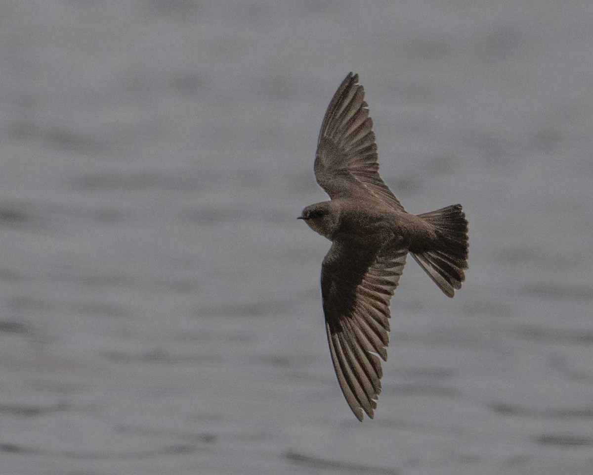 Northern Rough-winged Swallow - Gary Hofing
