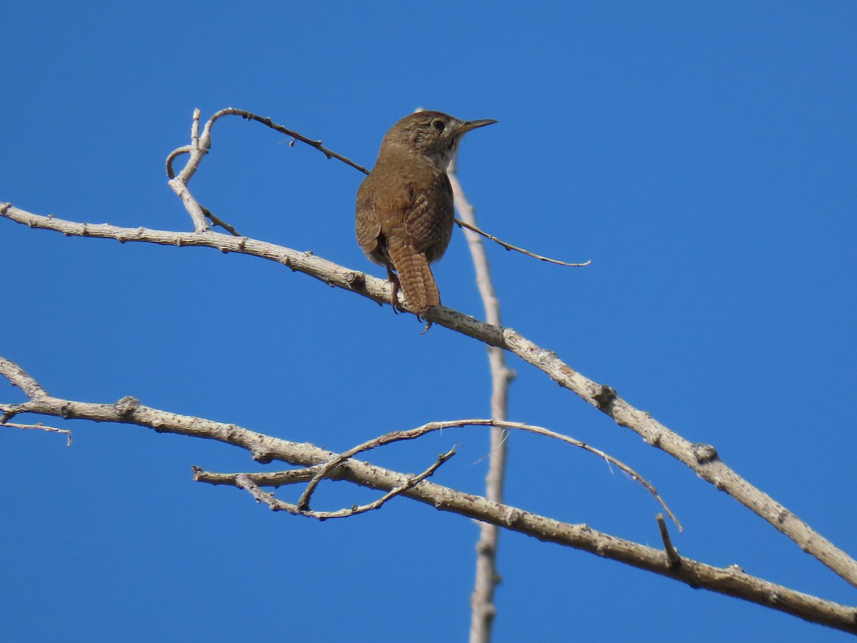 House Wren - ML619338811