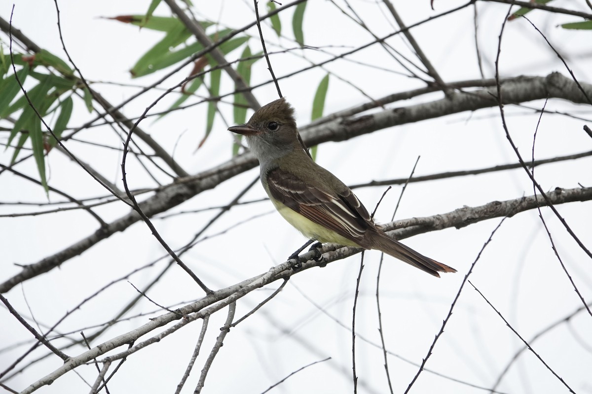 Great Crested Flycatcher - Lauren Stranahan