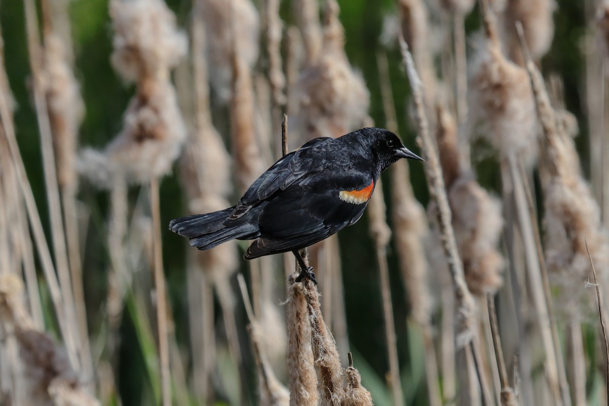 Red-winged Blackbird - Mark Byrne