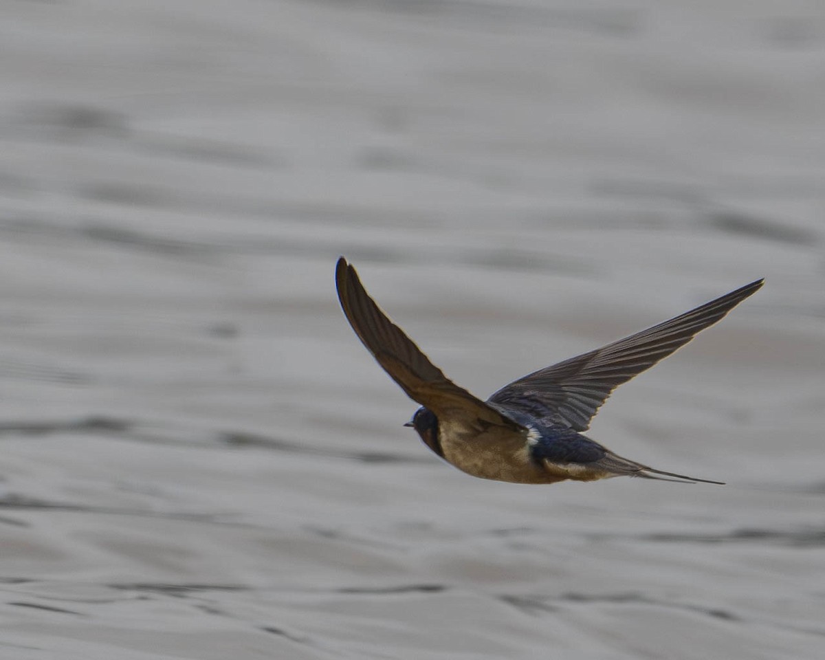 Barn Swallow - Gary Hofing