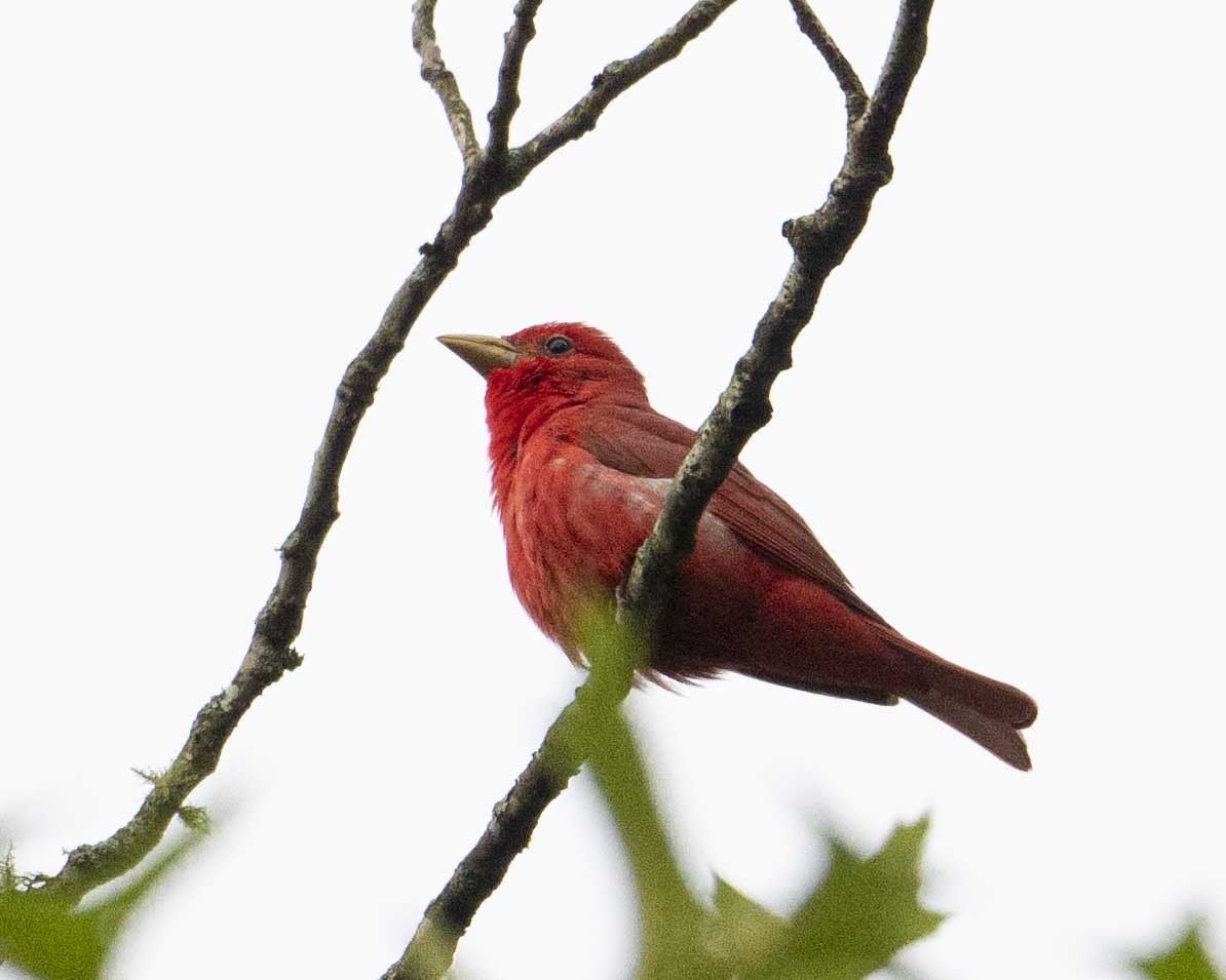 Summer Tanager - Gary Hofing