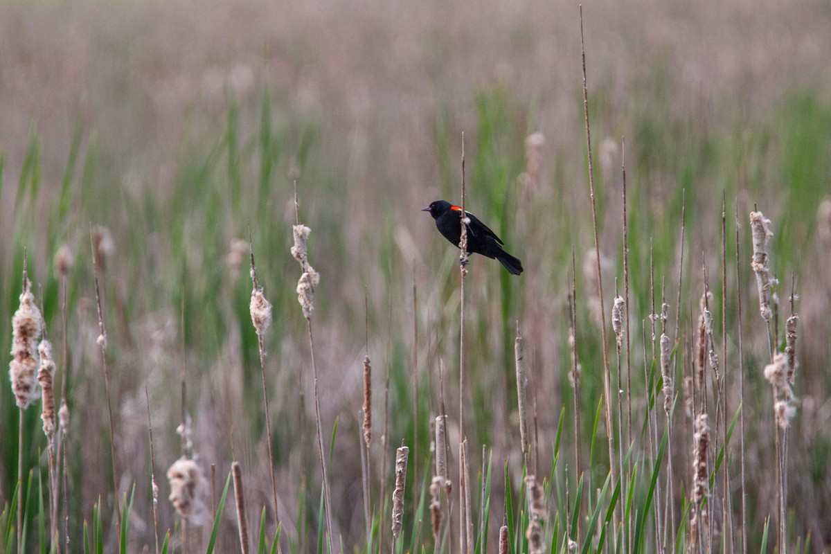 Red-winged Blackbird - ML619338834