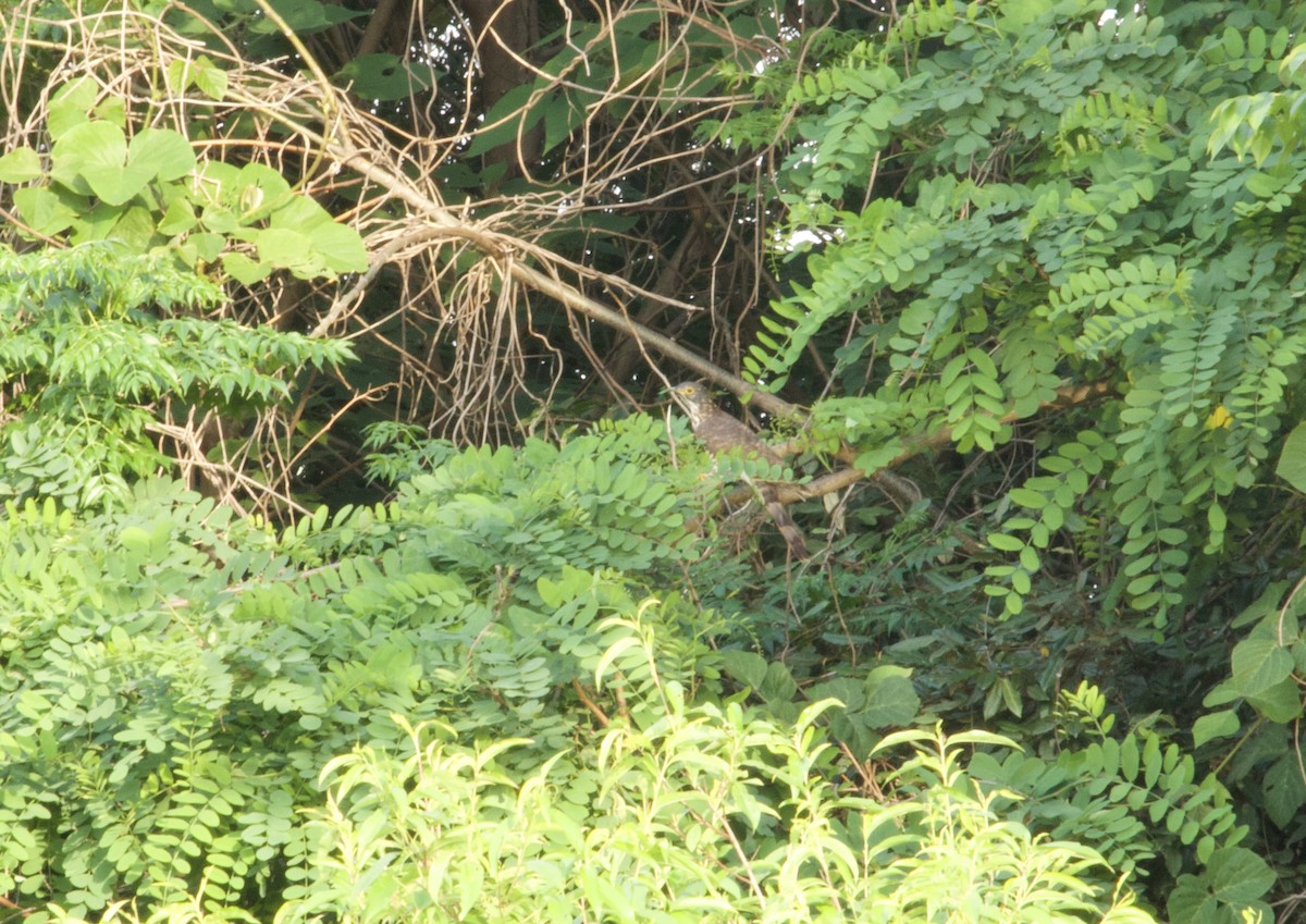 Large Hawk-Cuckoo - Lisa Davis