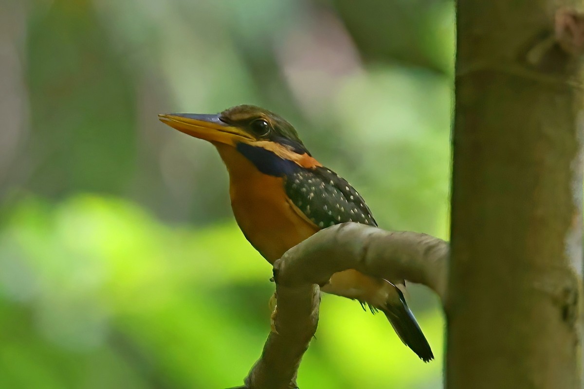 Rufous-collared Kingfisher - Leonardo Rassu