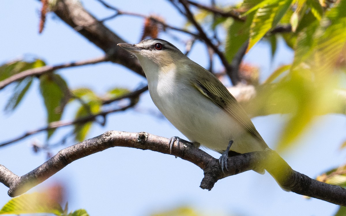 Red-eyed Vireo - Laurence Green
