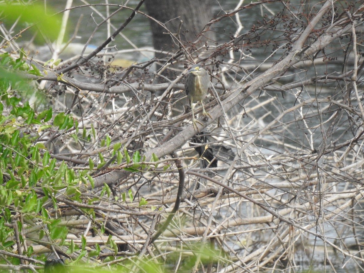 Black-crowned Night Heron - Sudhanva Jahagirdar