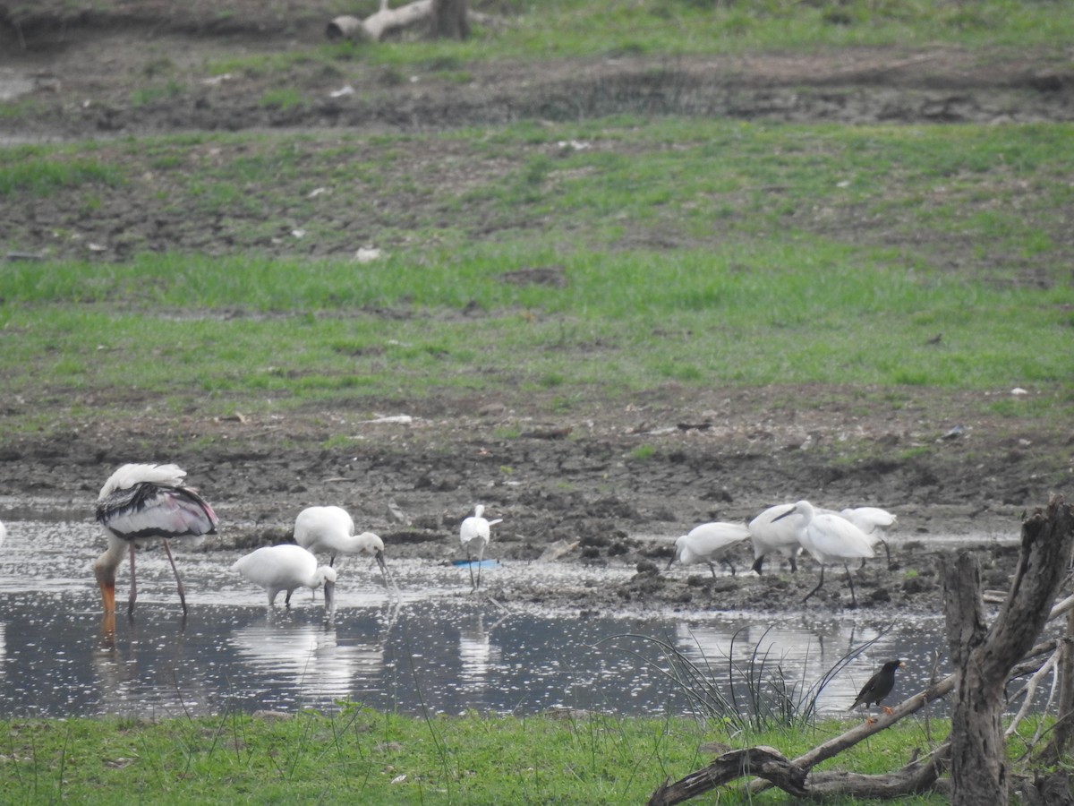 Eurasian Spoonbill - ML619338883