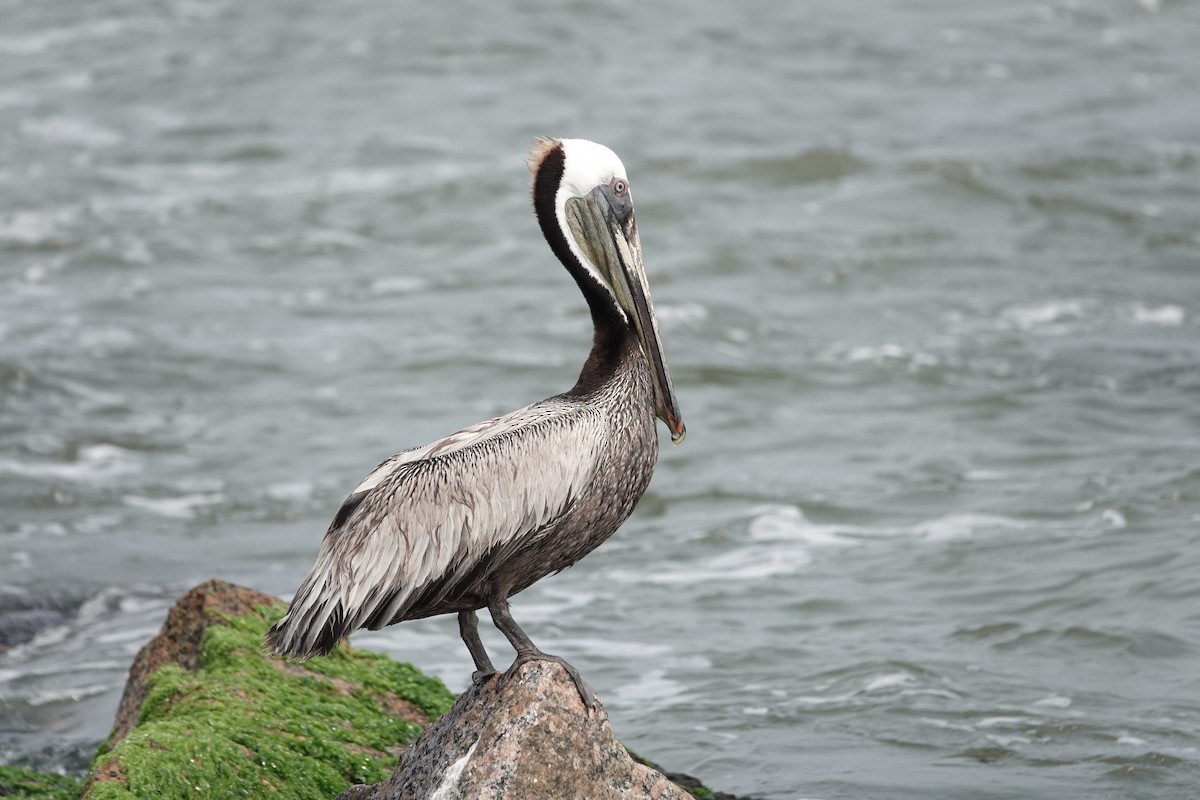 Brown Pelican - Lauren Stranahan