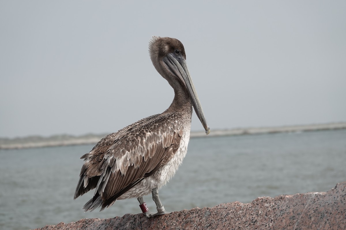 Brown Pelican - ML619338900