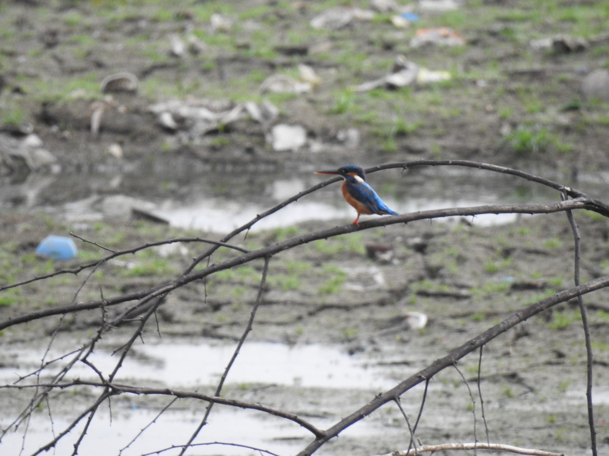 Common Kingfisher - Sudhanva Jahagirdar