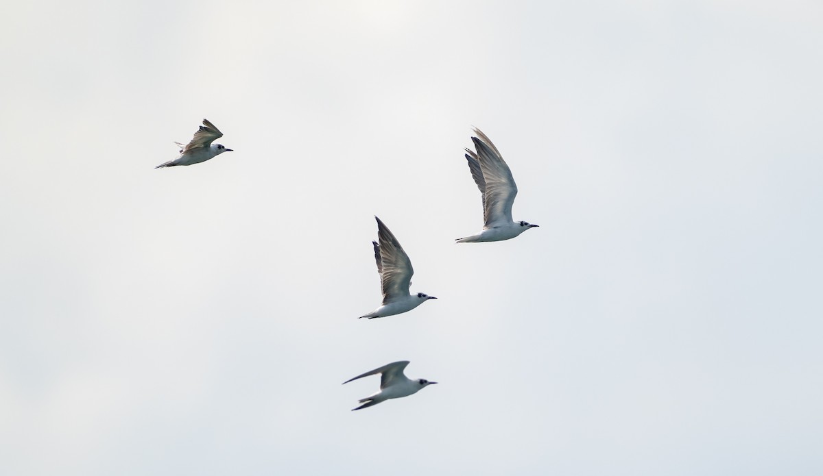 White-winged Tern - Chien N Lee