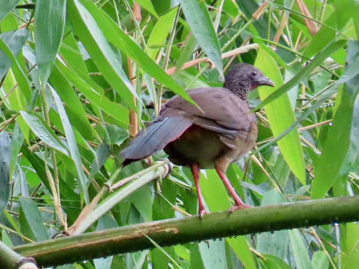 Chachalaca Moteada - ML619338909