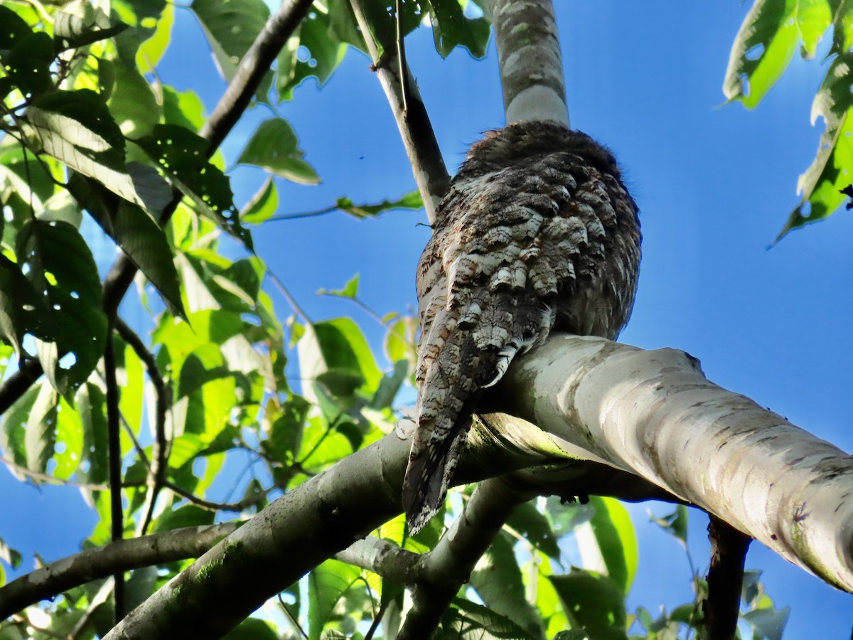 Great Potoo - Greg Vassilopoulos