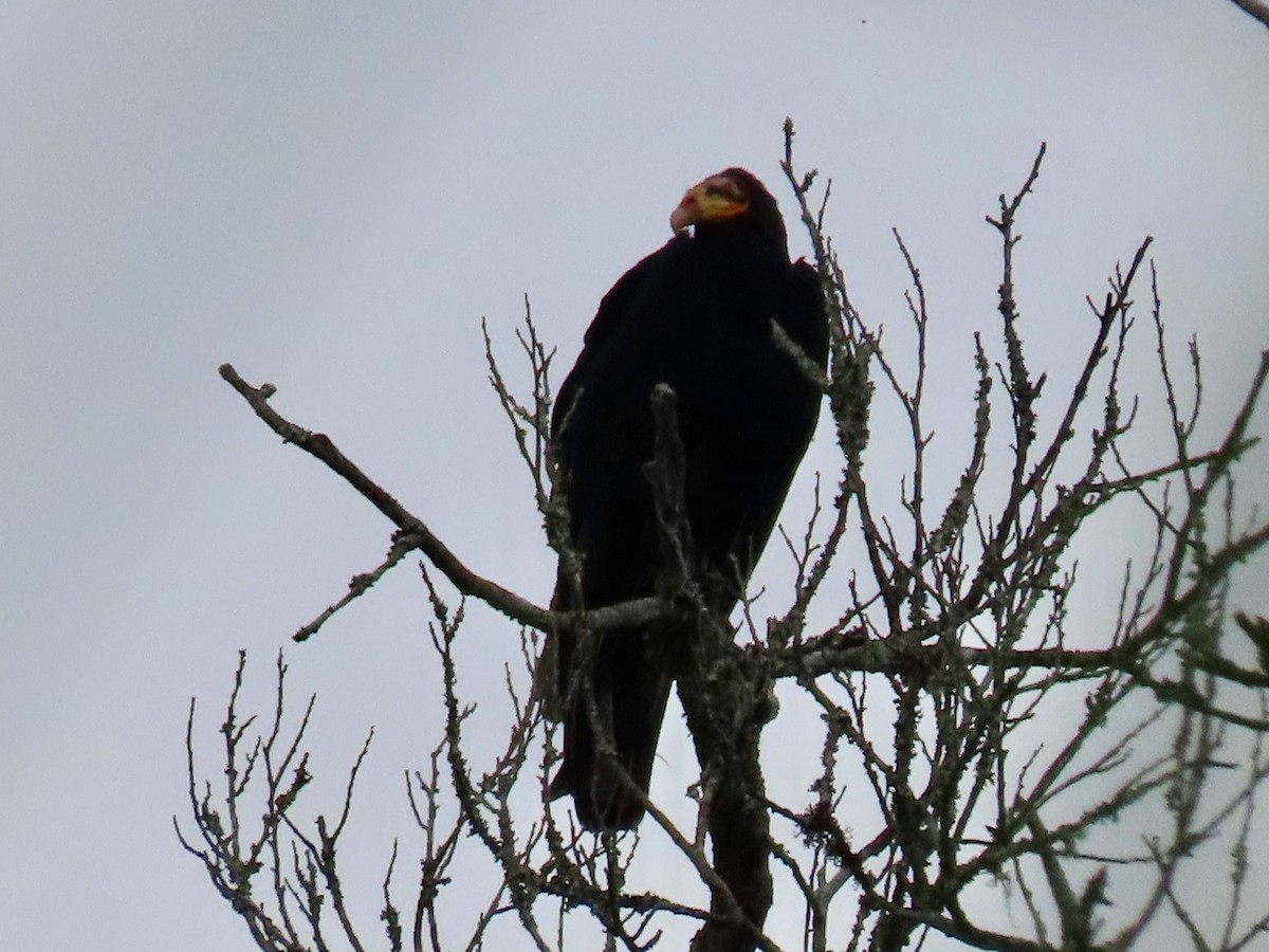 Greater Yellow-headed Vulture - Greg Vassilopoulos