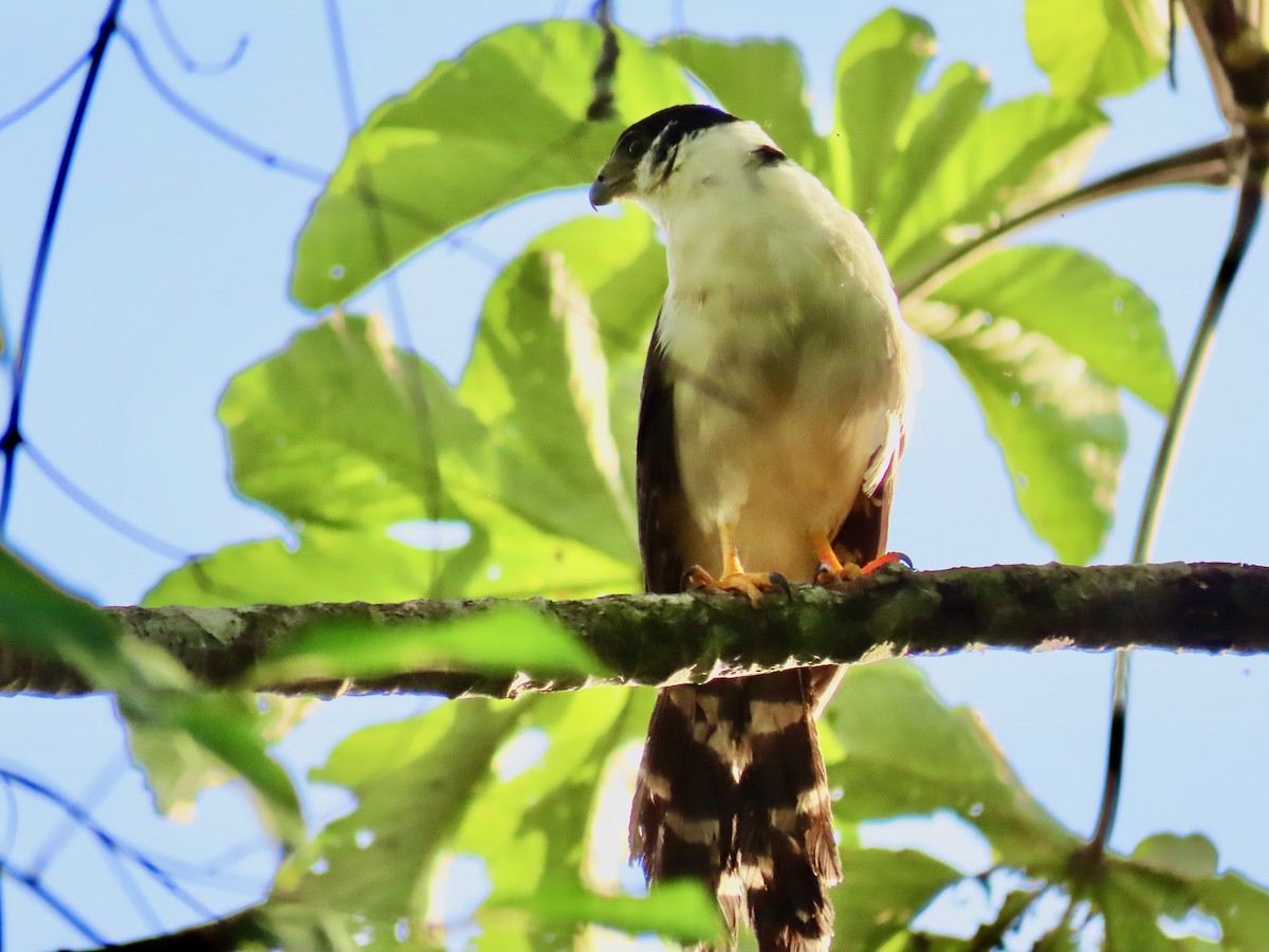 Collared Forest-Falcon - ML619338925